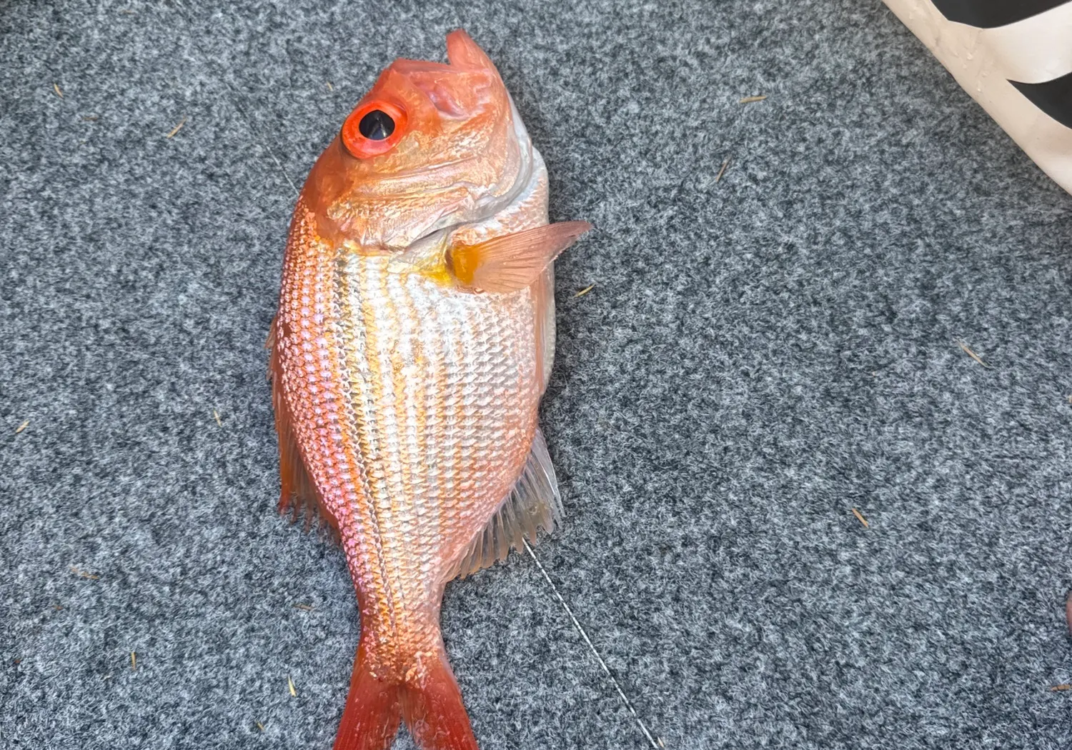 Malabar blood snapper