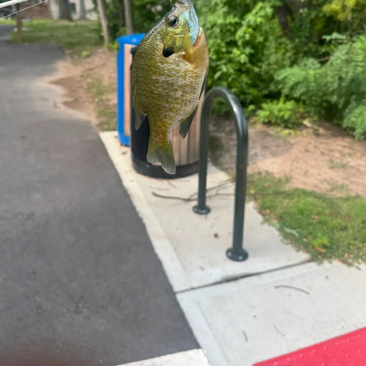 Bluegill caught on Fishbrain