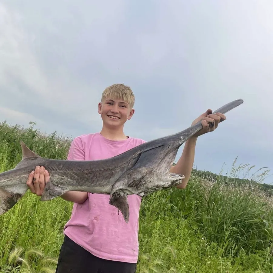 The most recent Paddlefish catches on Fishbrain