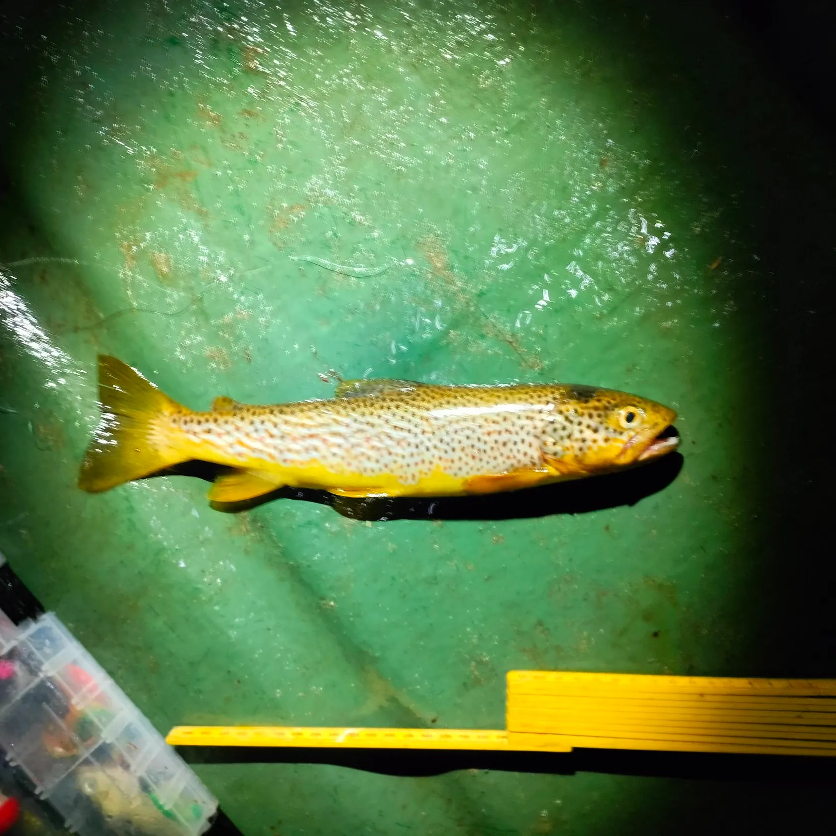 Brown trout caught on Fishbrain