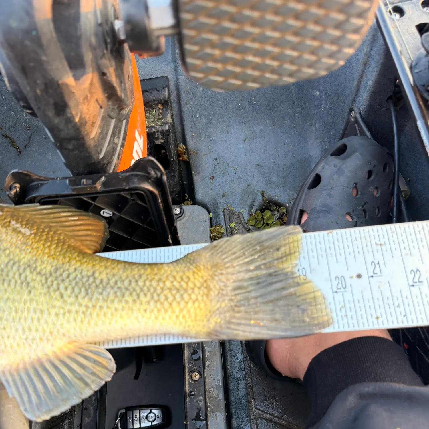 Fish caught on Fishbrain