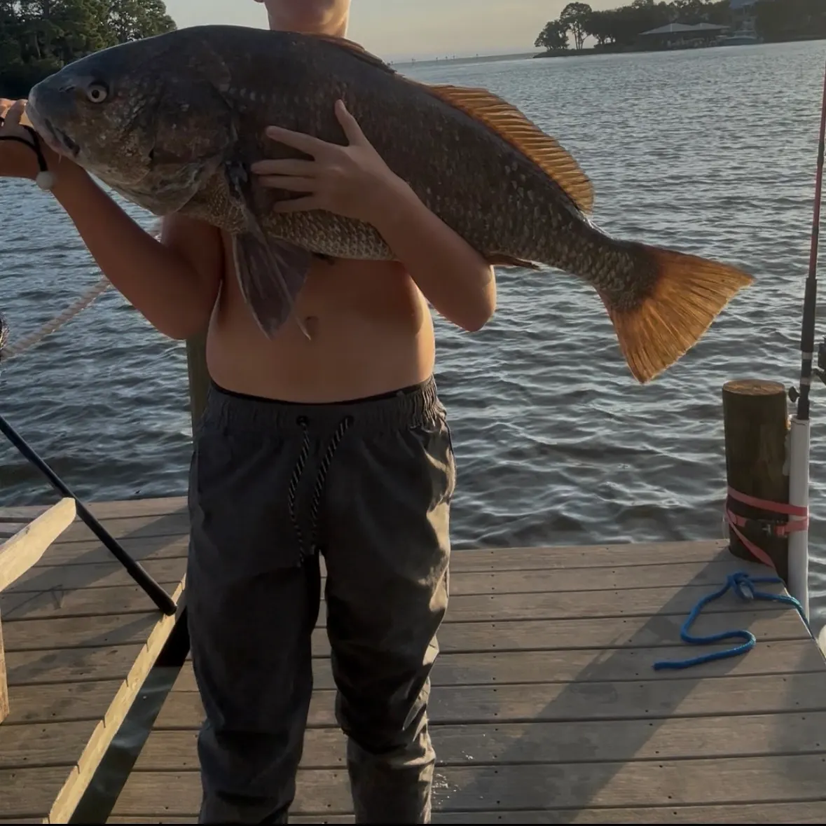 The most recent Black drum catches on Fishbrain