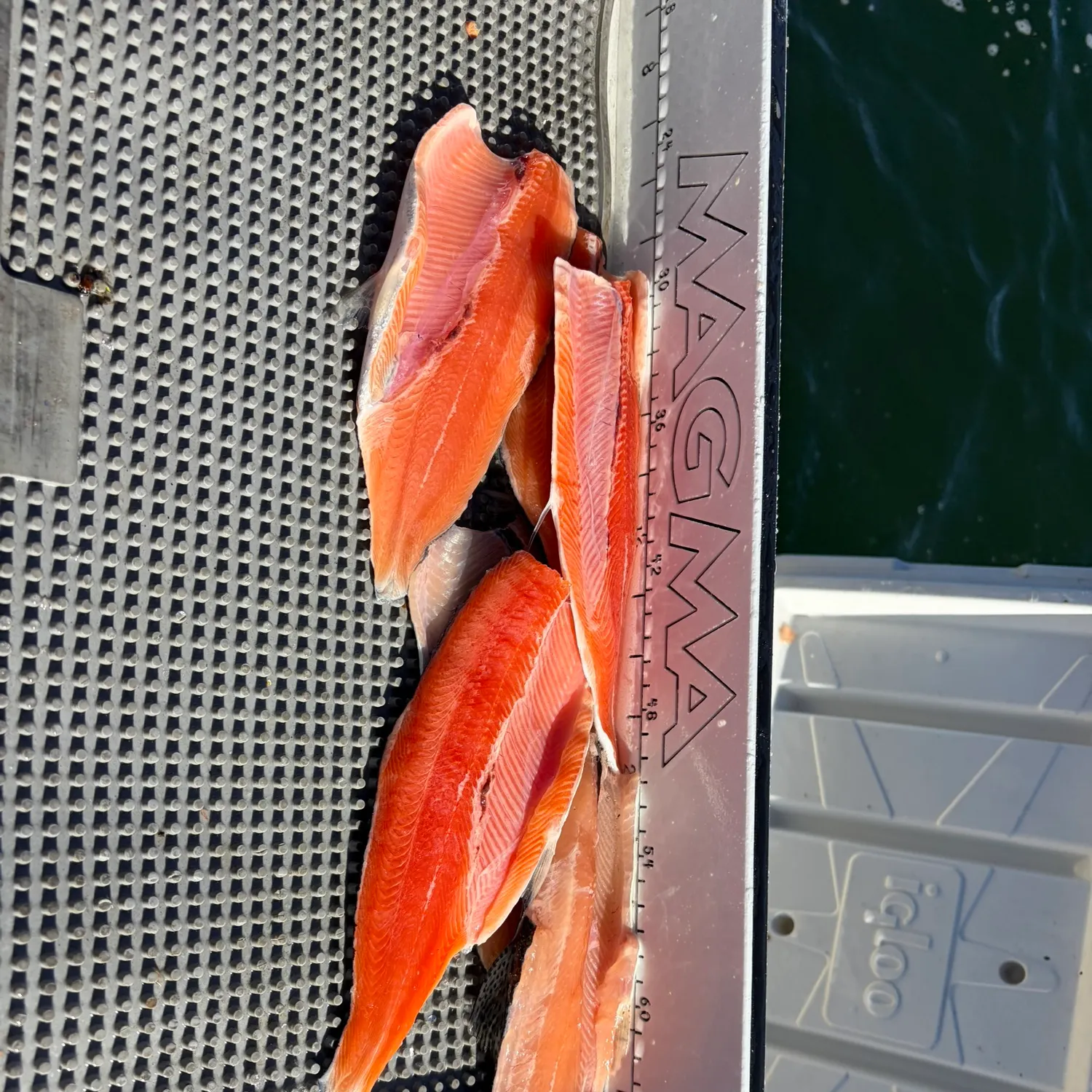 The most recent Kokanee salmon catches on Fishbrain