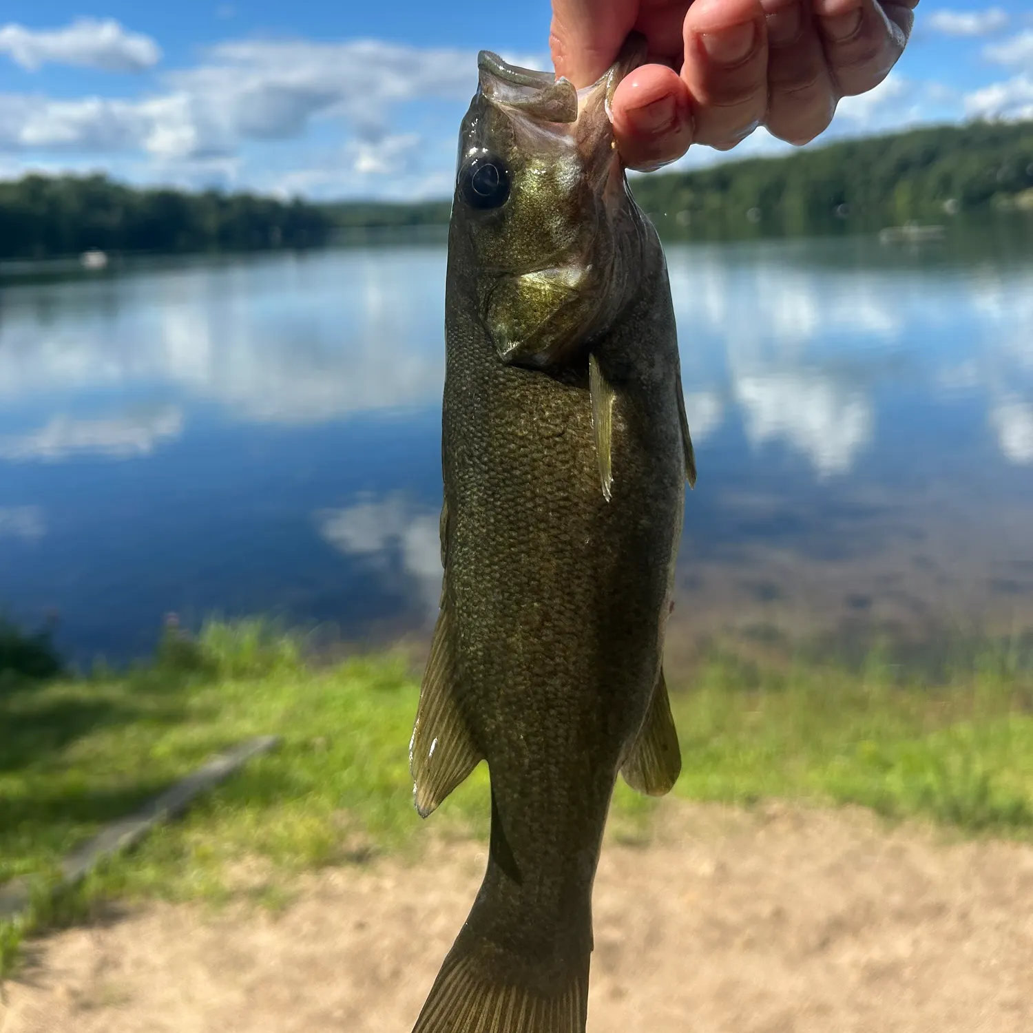 Smallmouth bass caught on Fishbrain