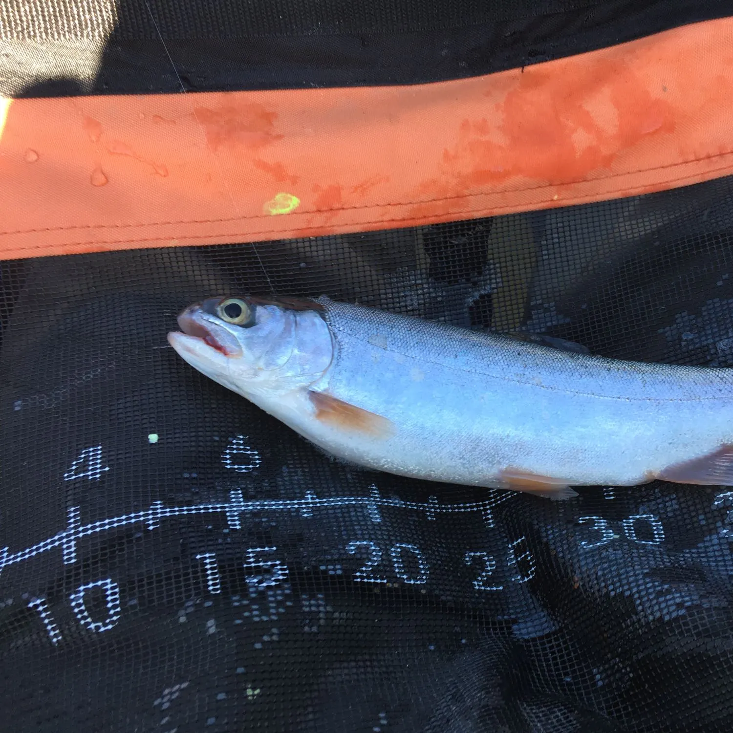 angler catch