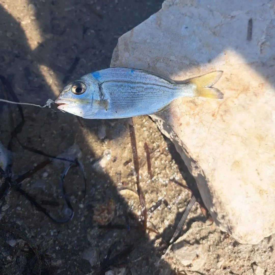 The most recent Gilthead seabream catches on Fishbrain