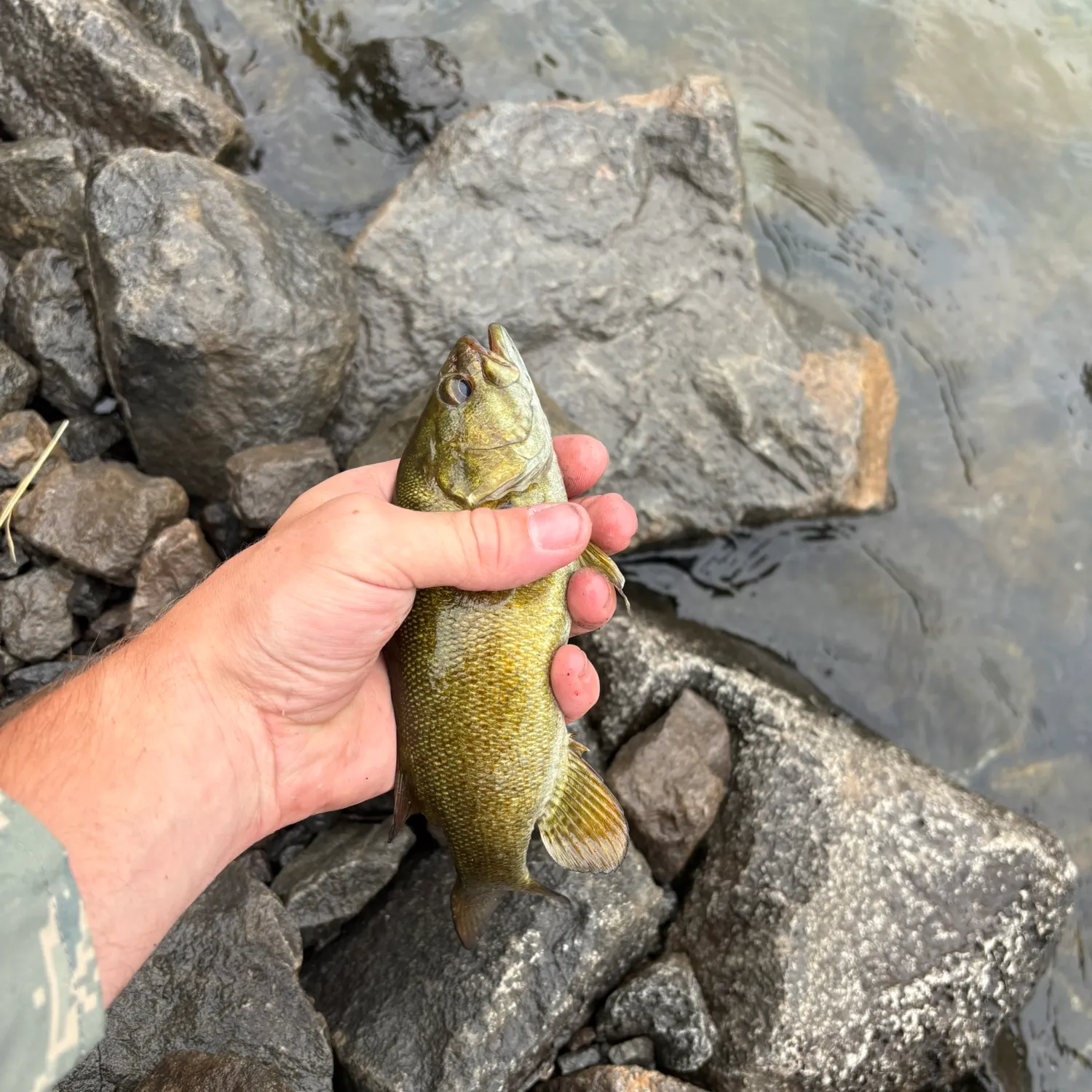 Smallmouth bass caught on Fishbrain