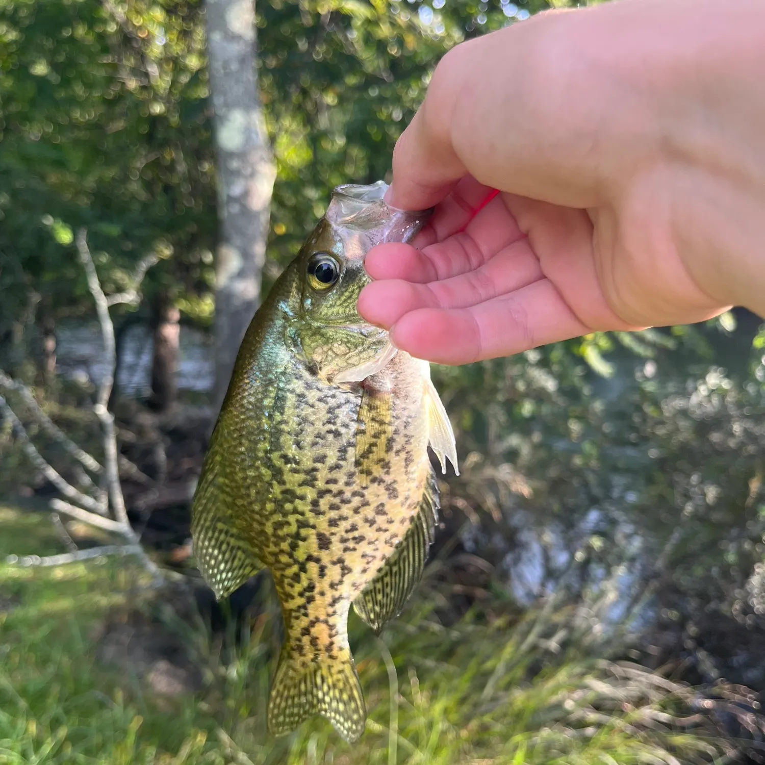 Black crappie caught on Fishbrain