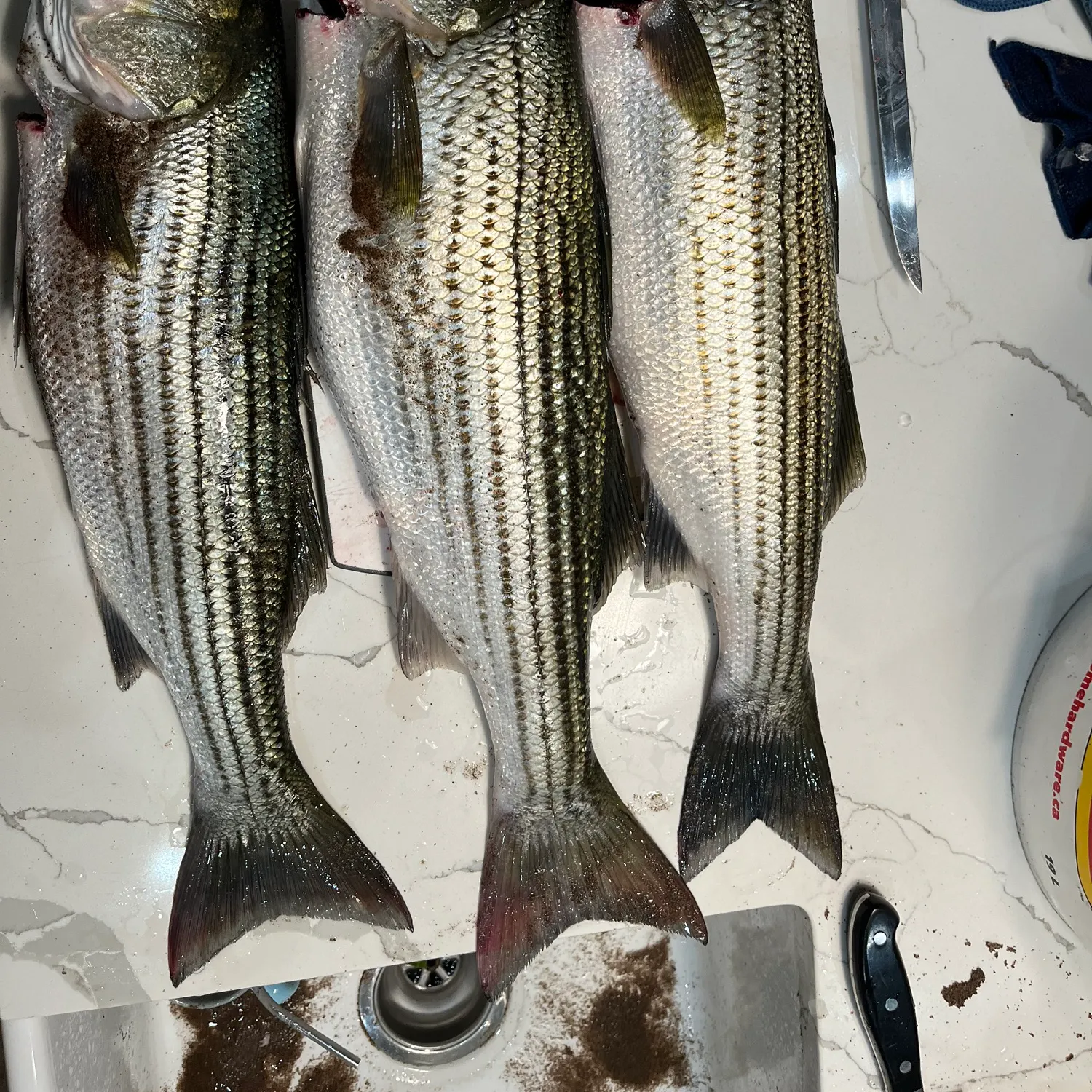 recently logged catches
