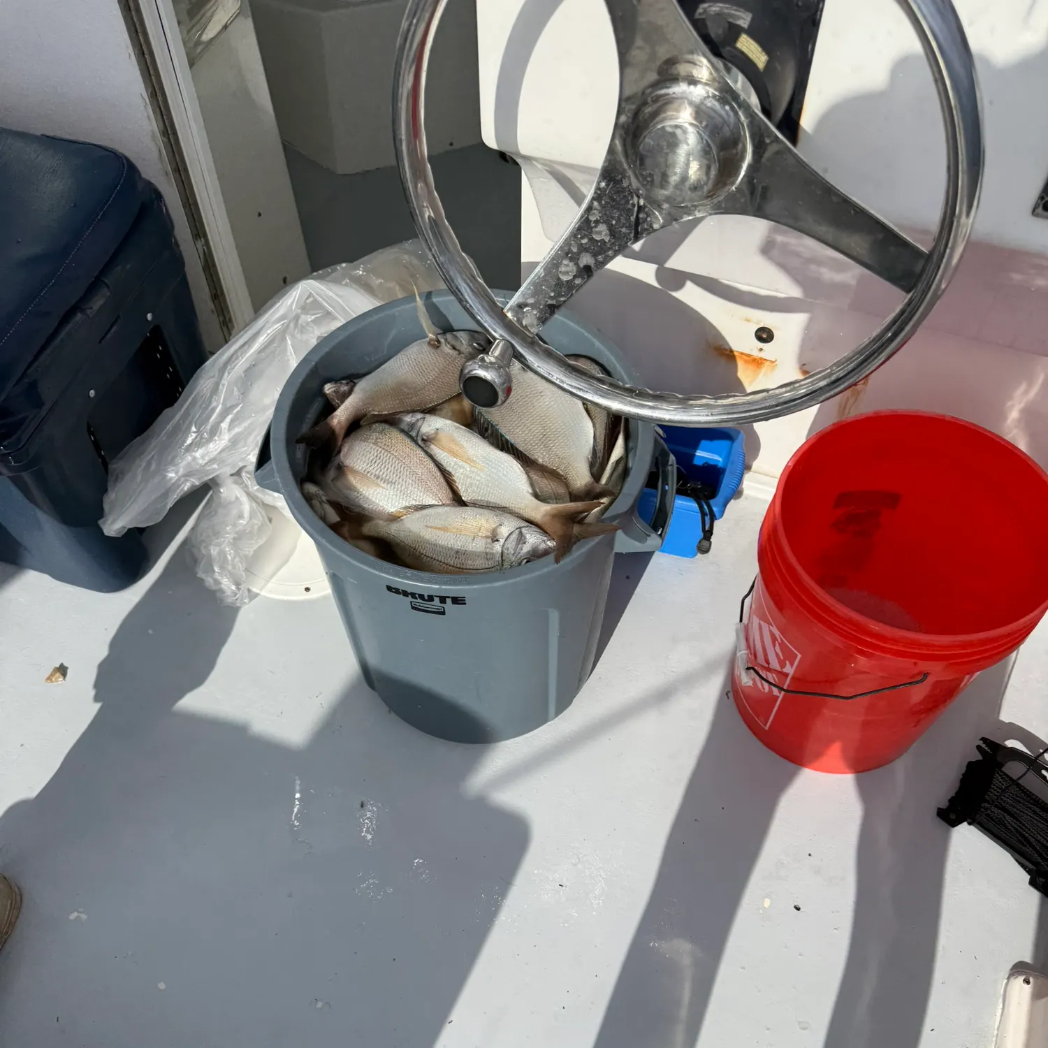 Silver porgy caught on Fishbrain