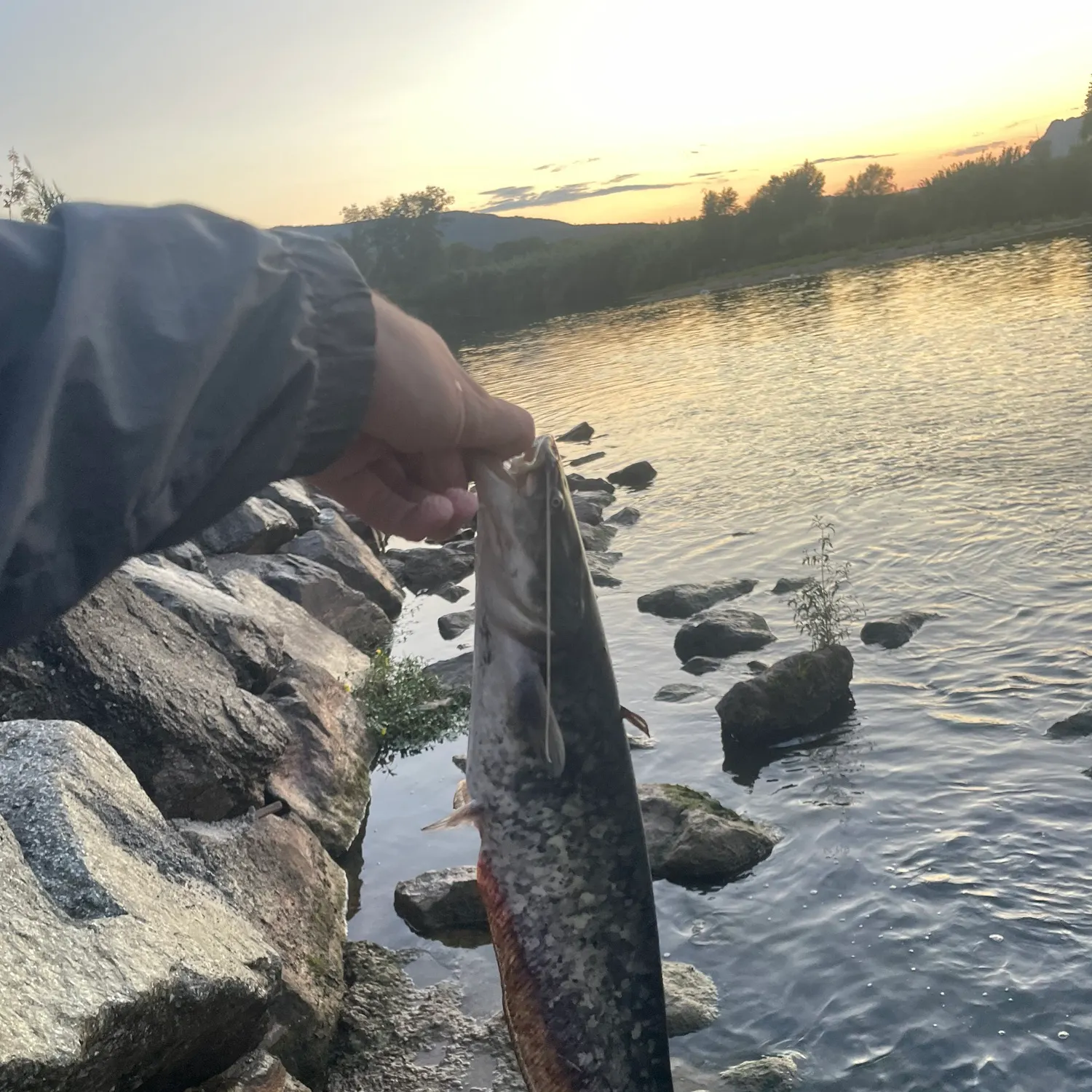 The most recent Wels catfish catches on Fishbrain