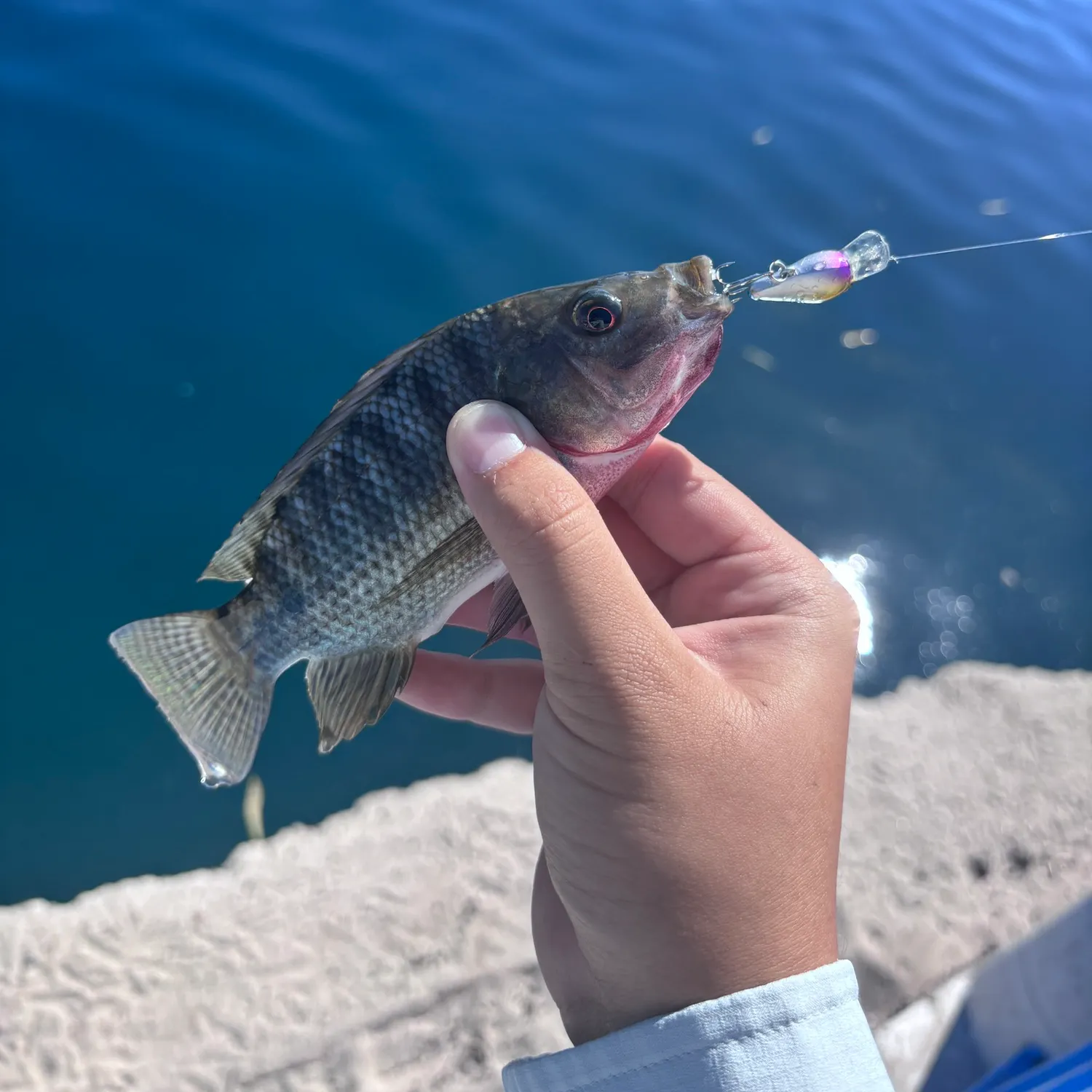 Blue tilapia caught on Fishbrain