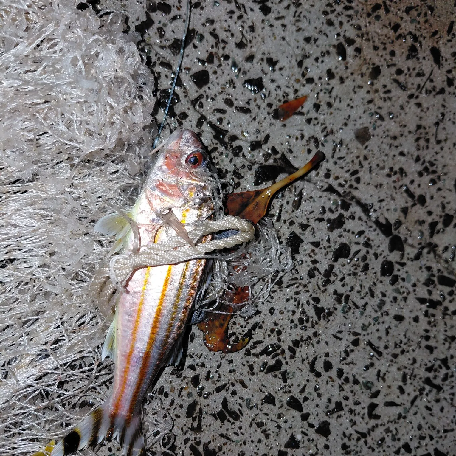 The most recent Yellowstripe goatfish catches on Fishbrain