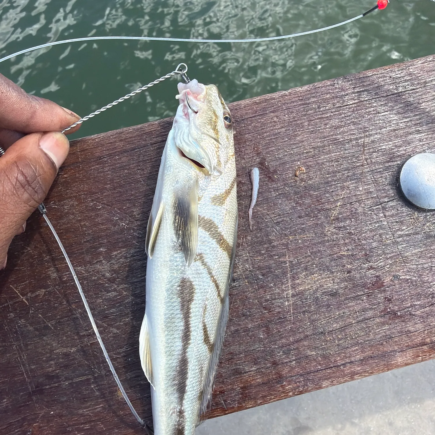 Fish caught on Fishbrain