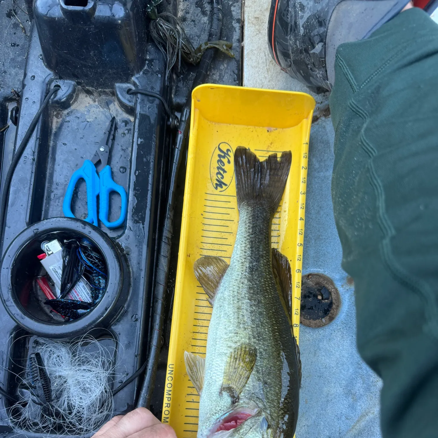 Largemouth bass caught on Fishbrain