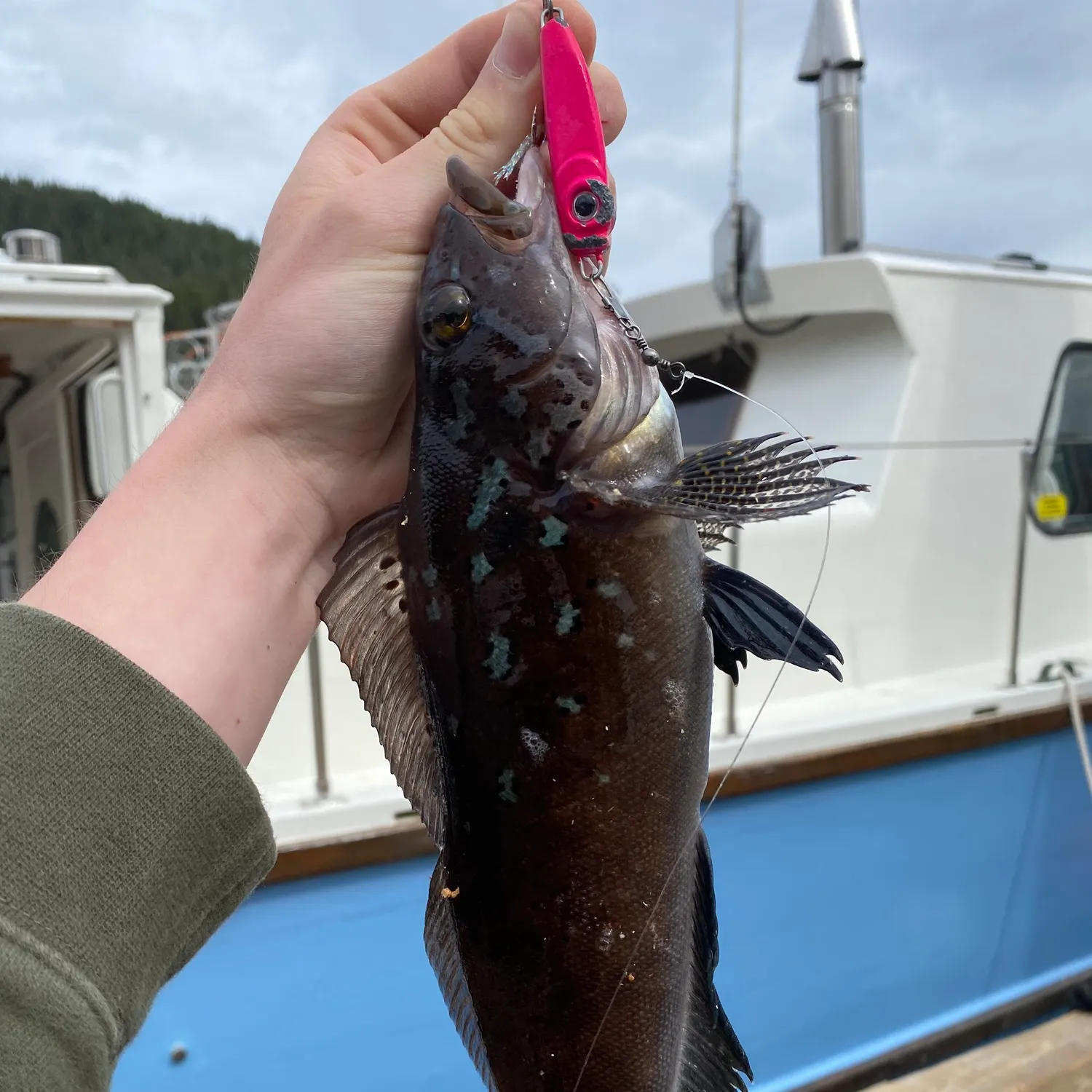 The most recent Kelp greenling catches on Fishbrain