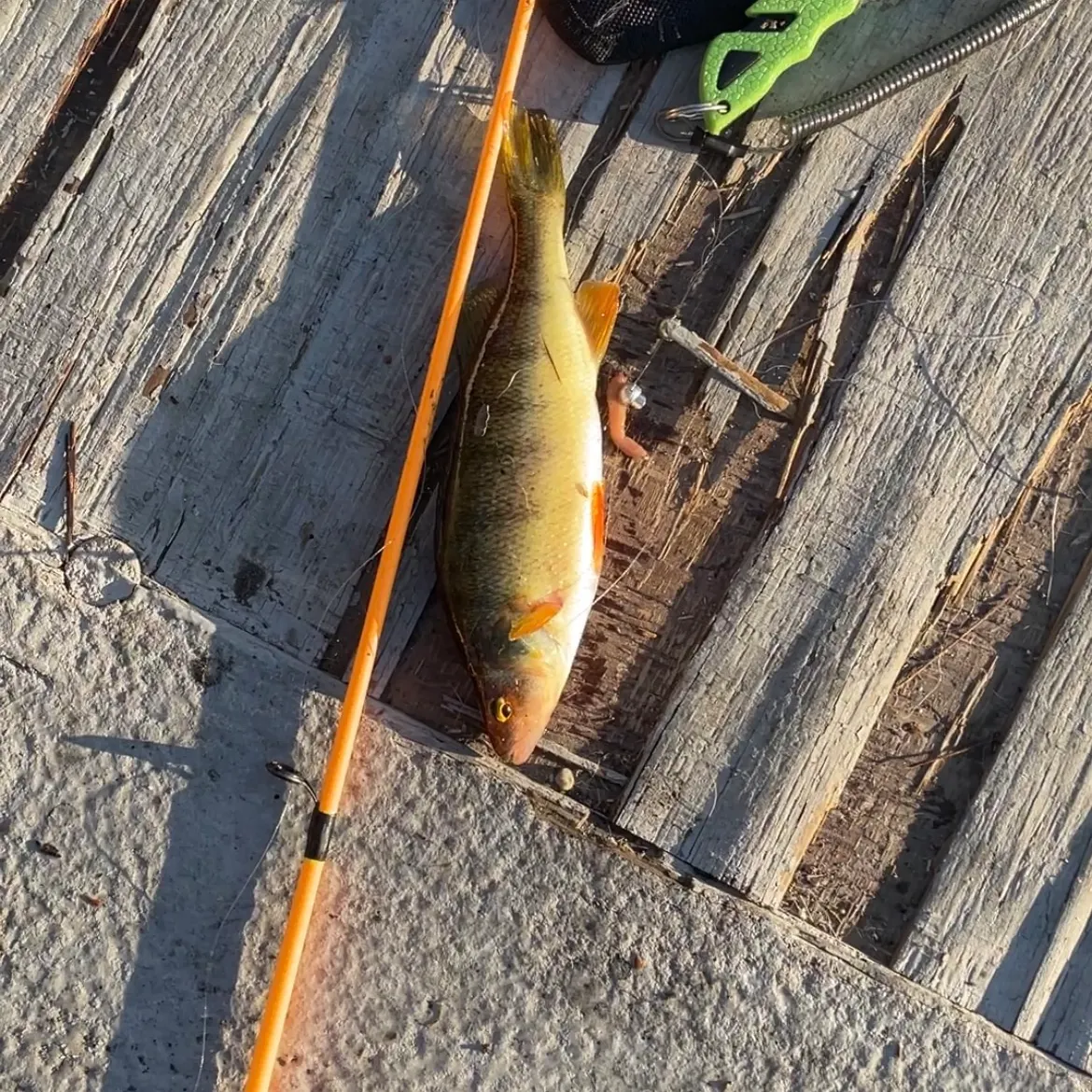 Yellow perch caught on Fishbrain