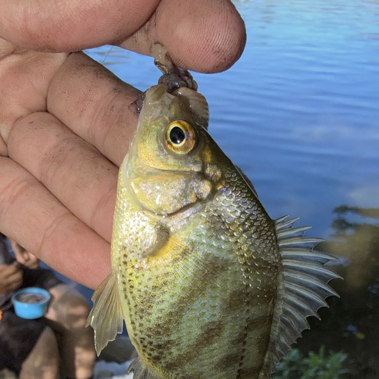 The most recent Tule perch catches on Fishbrain