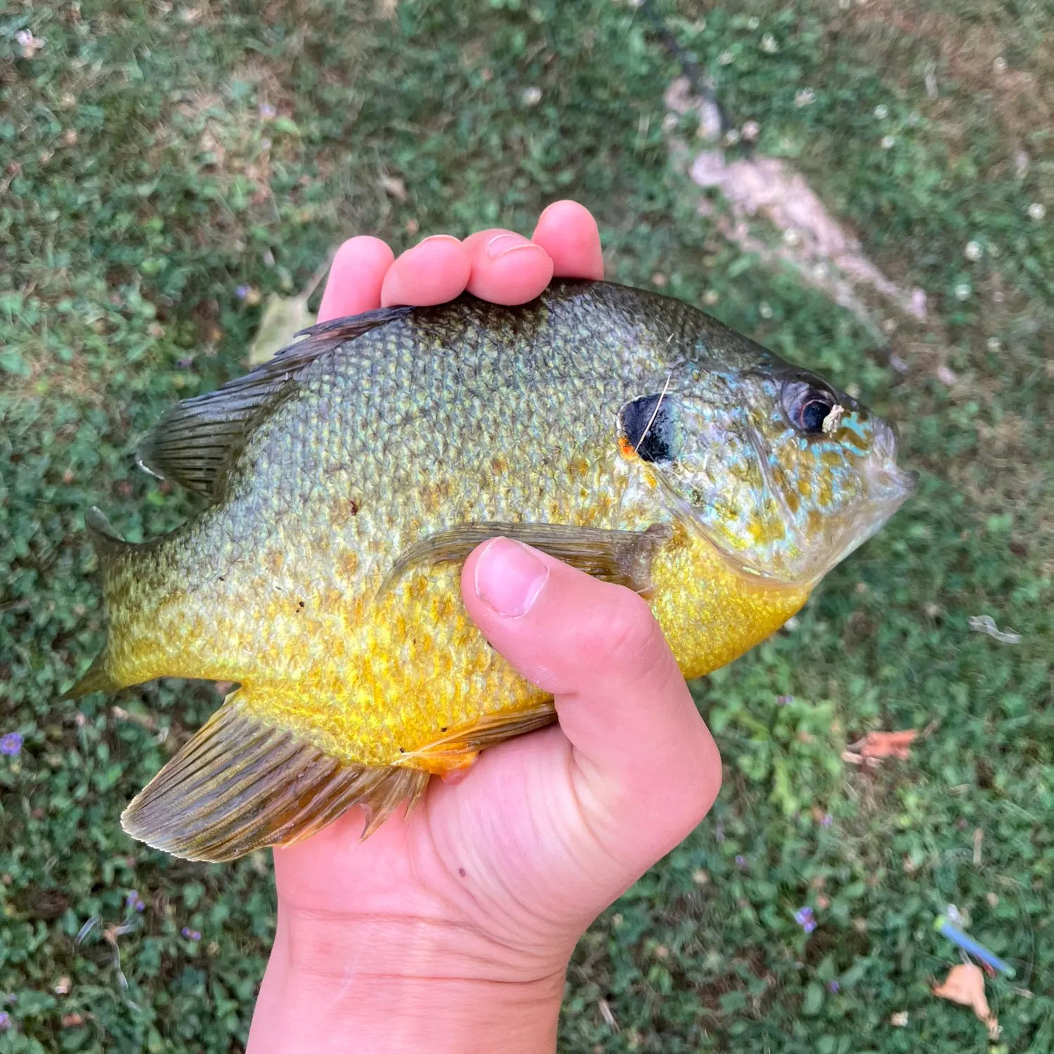 The most recent Bluegill catches on Fishbrain