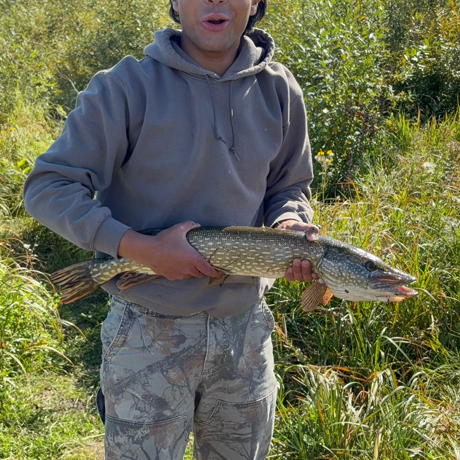 Northern pike caught on Fishbrain