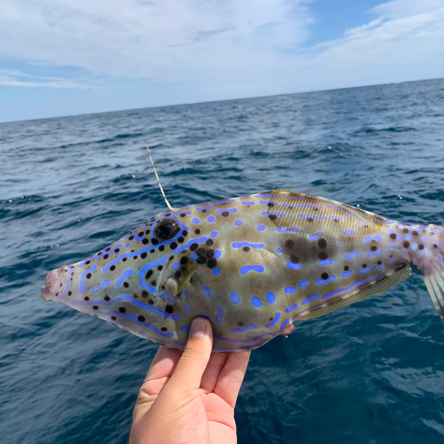The most recent Scrawled filefish catches on Fishbrain