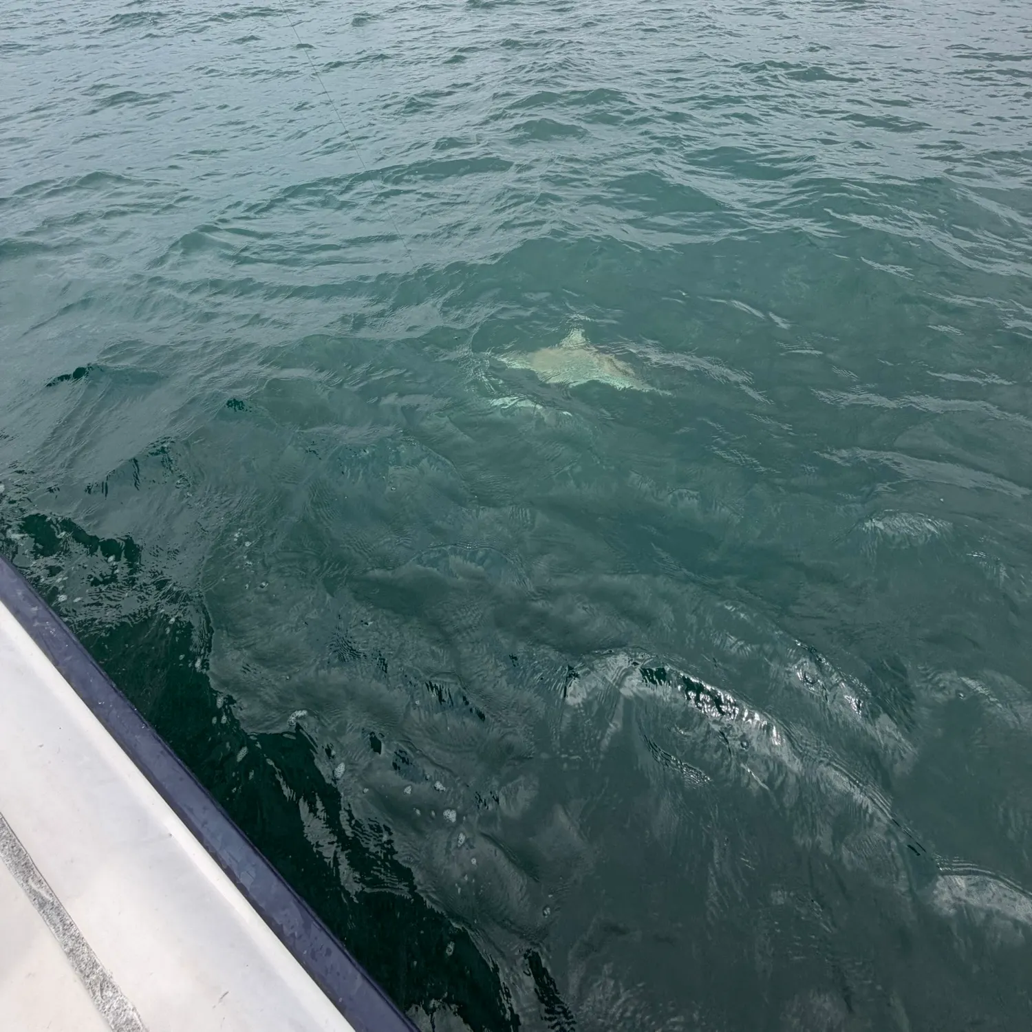 Blacktip shark caught on Fishbrain