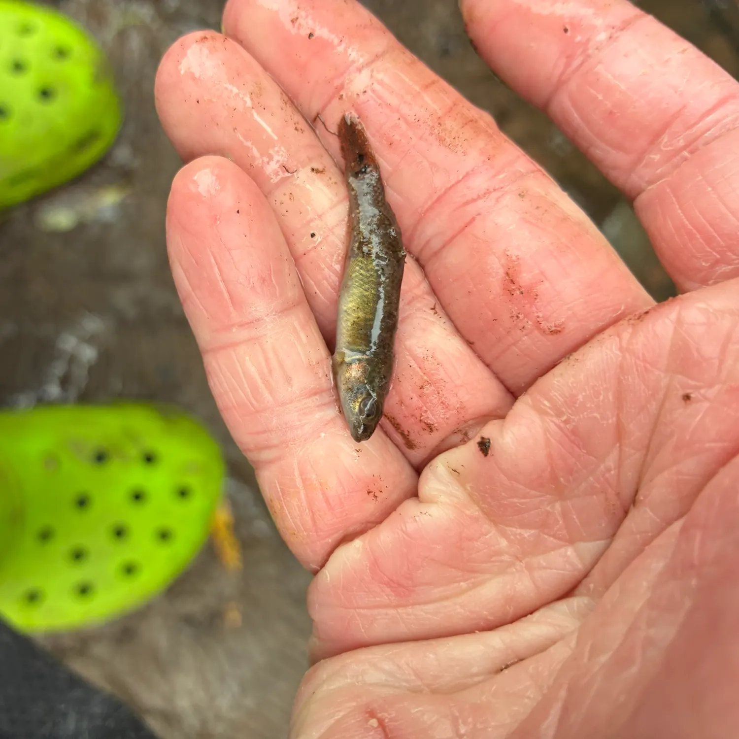 The most recent Central mudminnow catches on Fishbrain