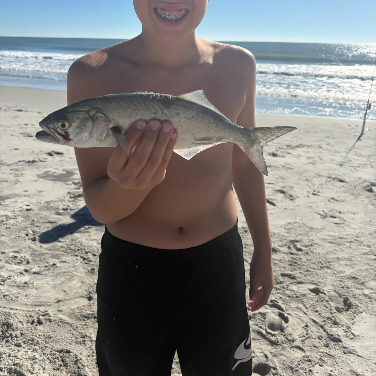Bluefish caught on Fishbrain
