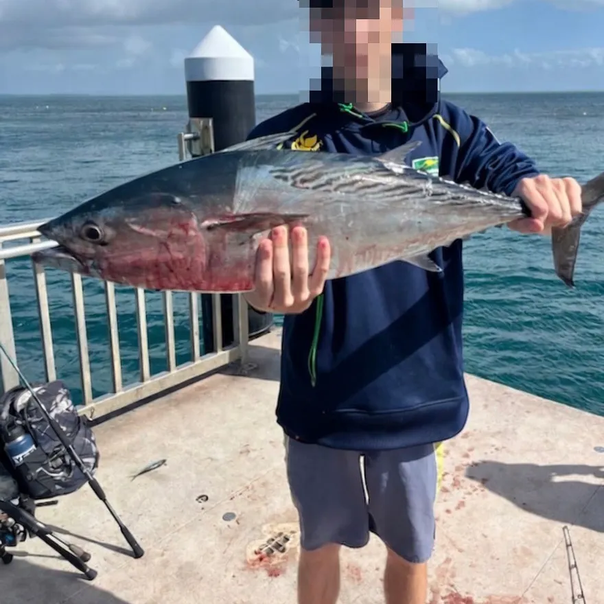 The most recent Kawakawa catches on Fishbrain