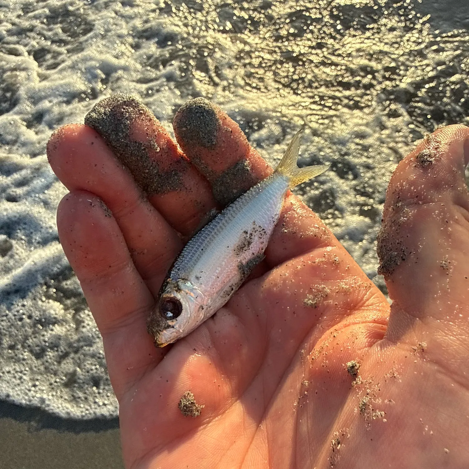 The most recent Scaled herring catches on Fishbrain