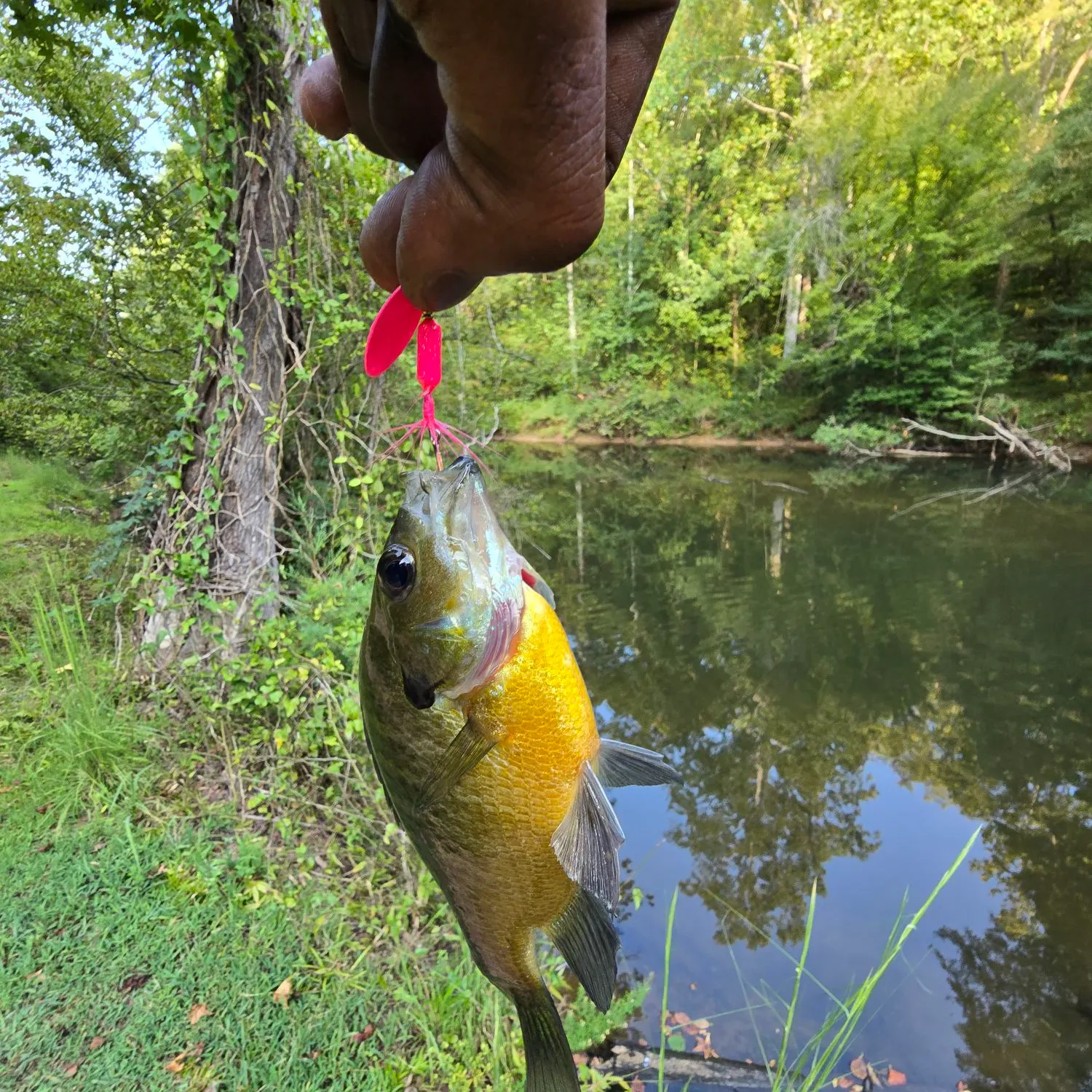 Bluegill caught on Fishbrain