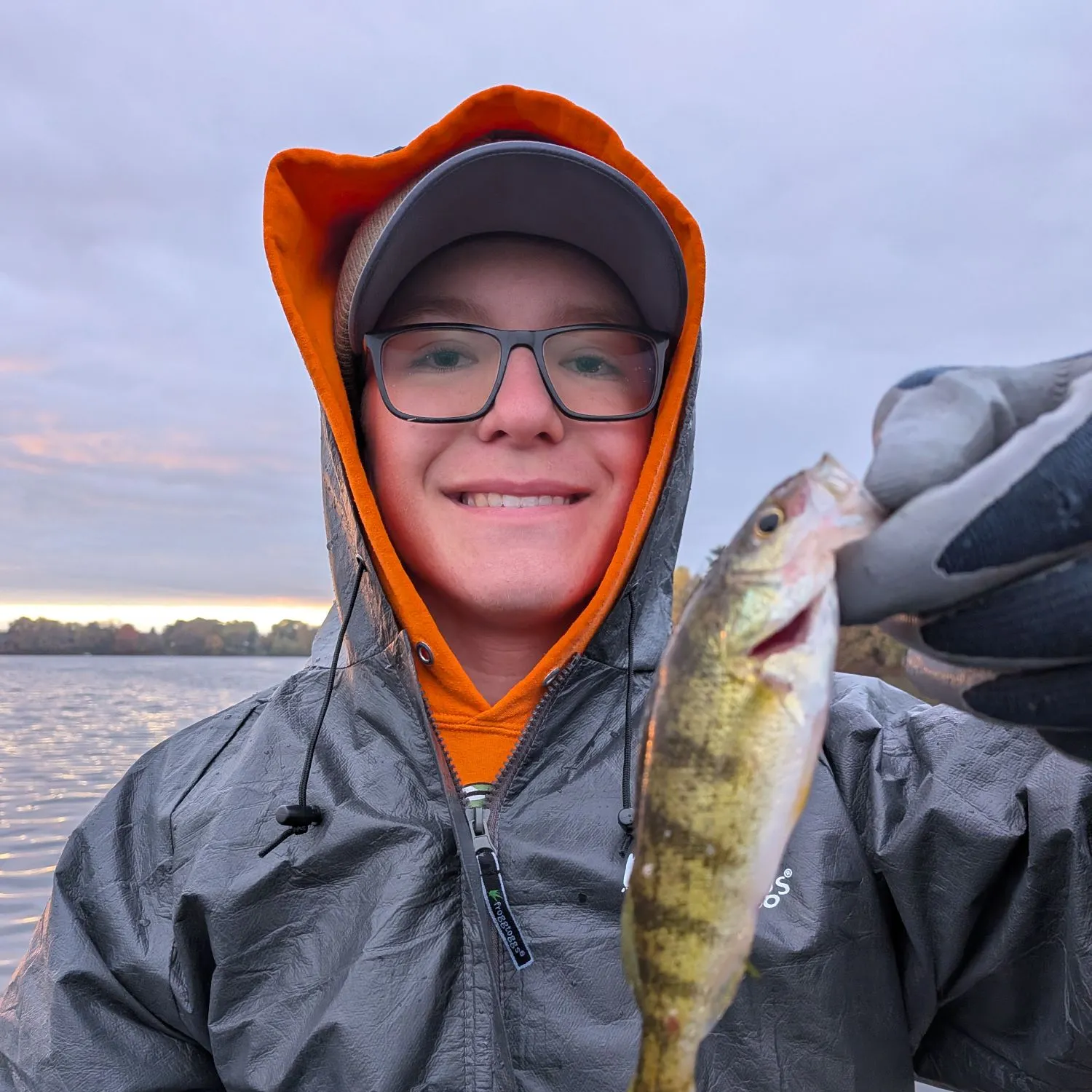 Yellow perch caught on Fishbrain