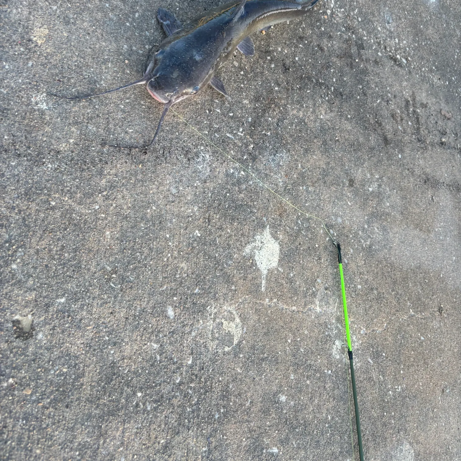Channel catfish caught on Fishbrain