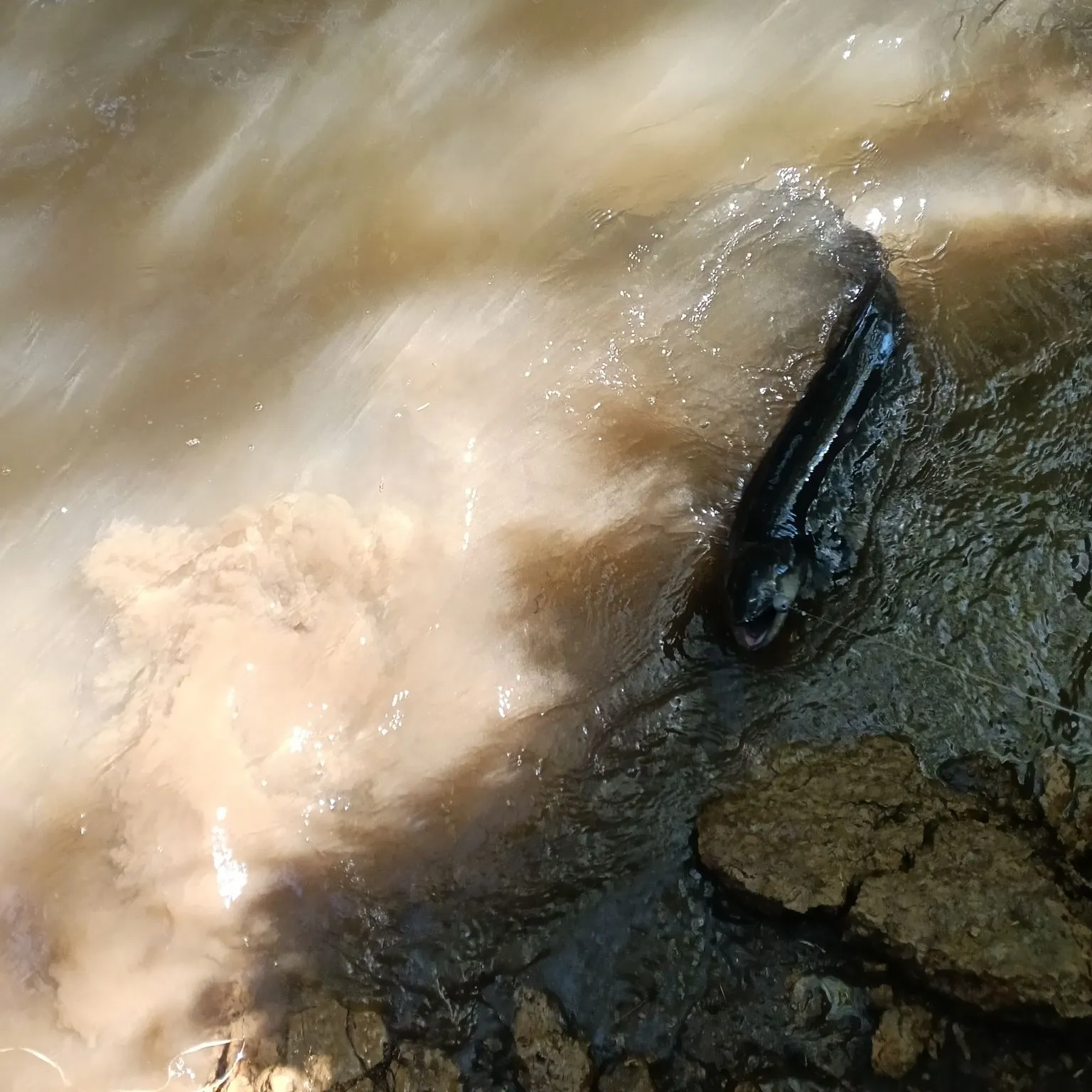 Shortfin eel caught on Fishbrain