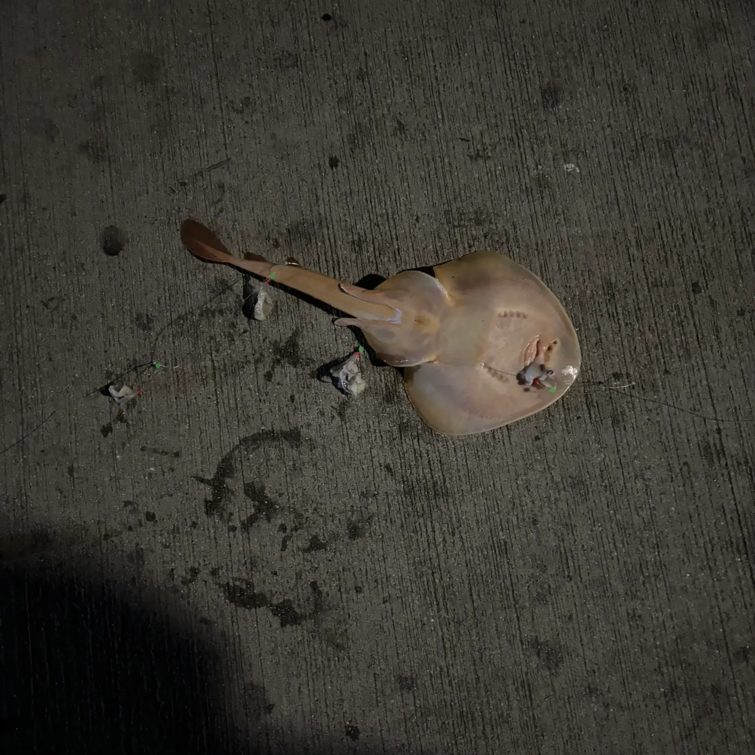 The most recent Sepia stingray catches on Fishbrain