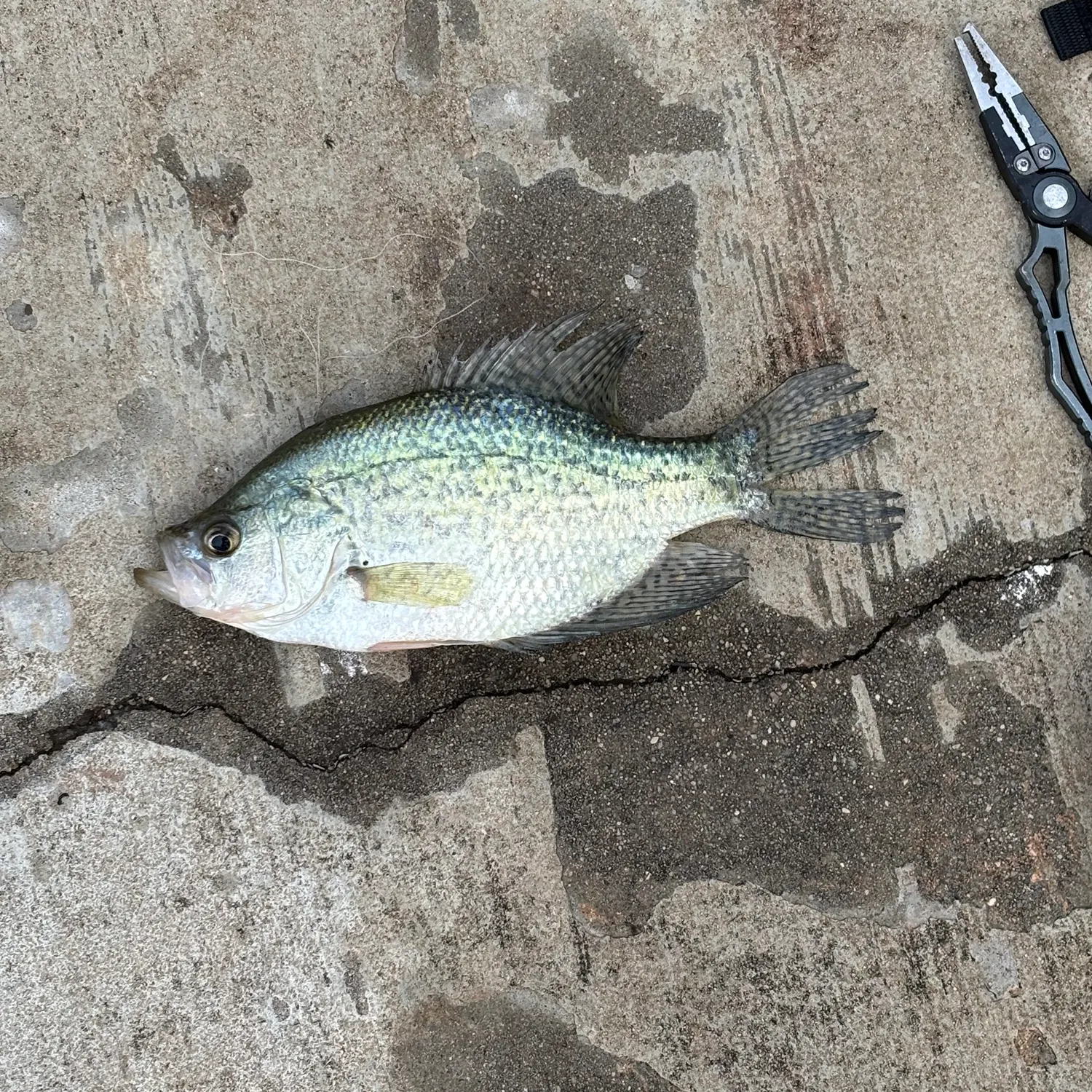 Black crappie caught on Fishbrain