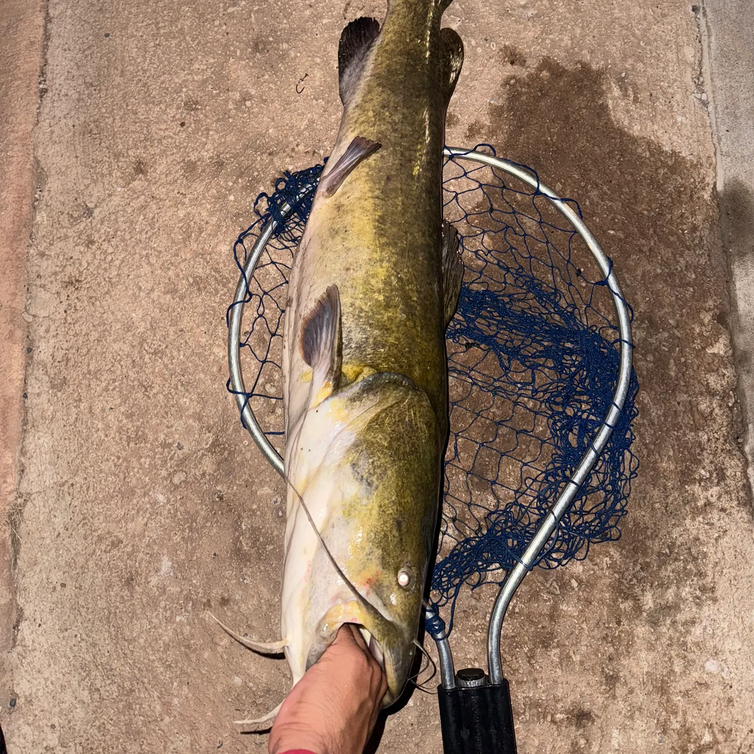 Fish caught on Fishbrain