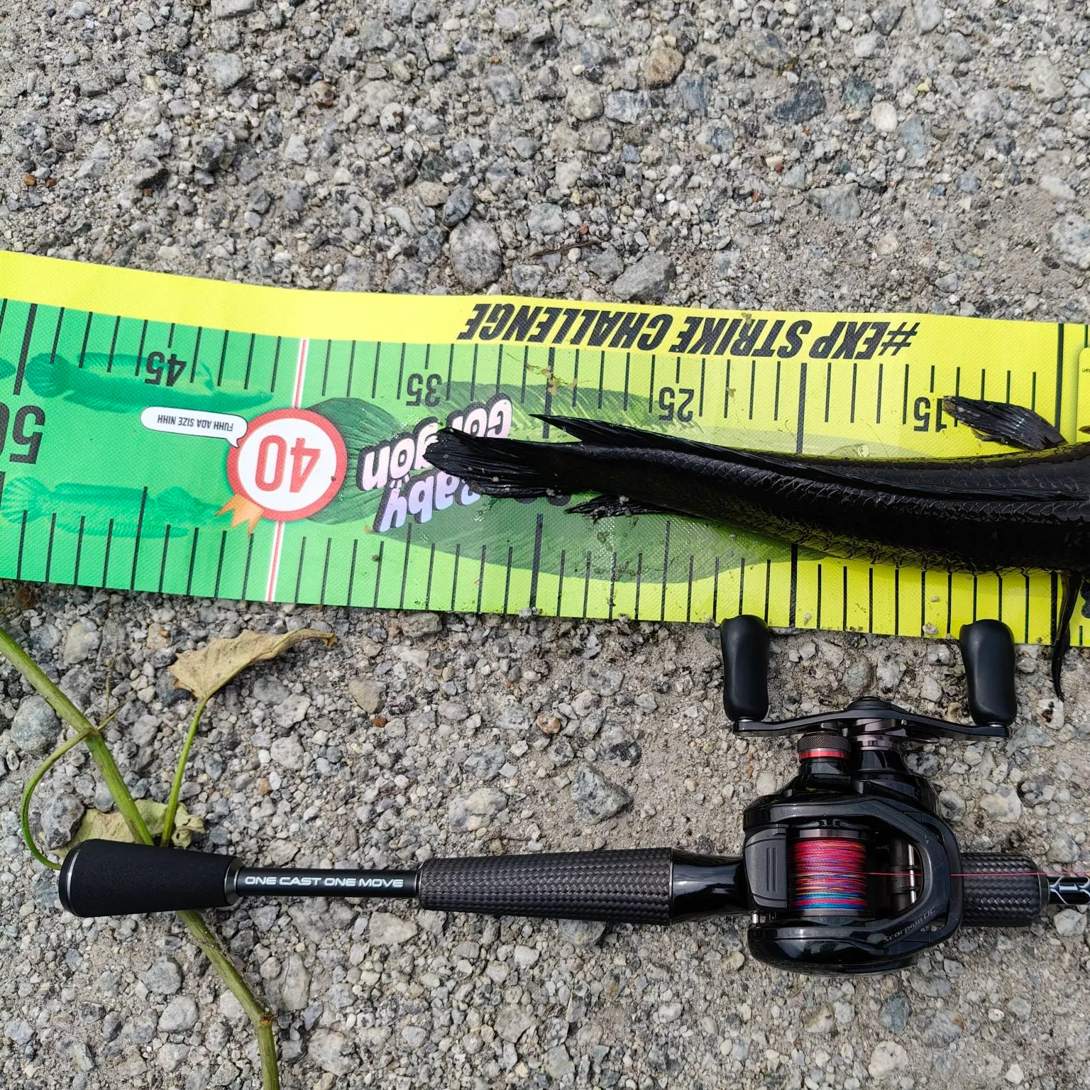 The most recent Striped snakehead catches on Fishbrain