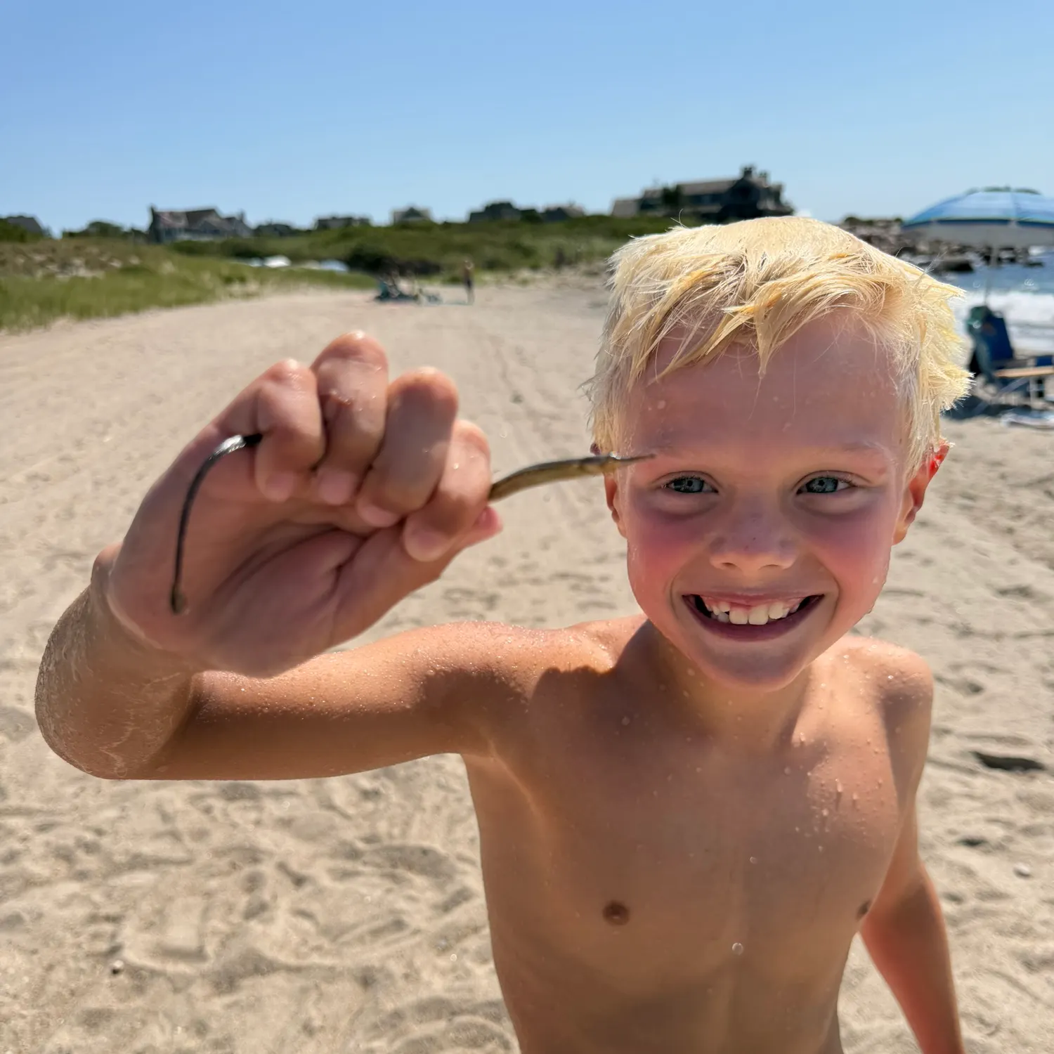 The most recent Northern pipefish catches on Fishbrain