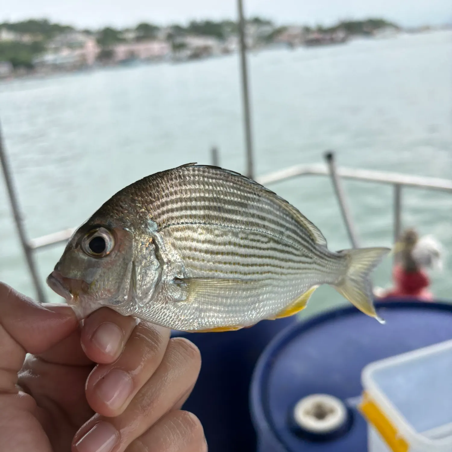 The most recent Yellowfin seabream catches on Fishbrain