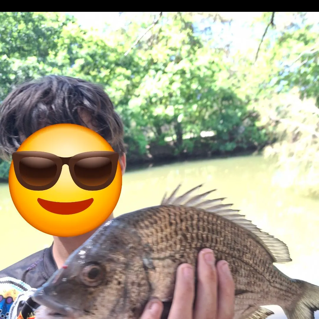 Surf bream caught on Fishbrain
