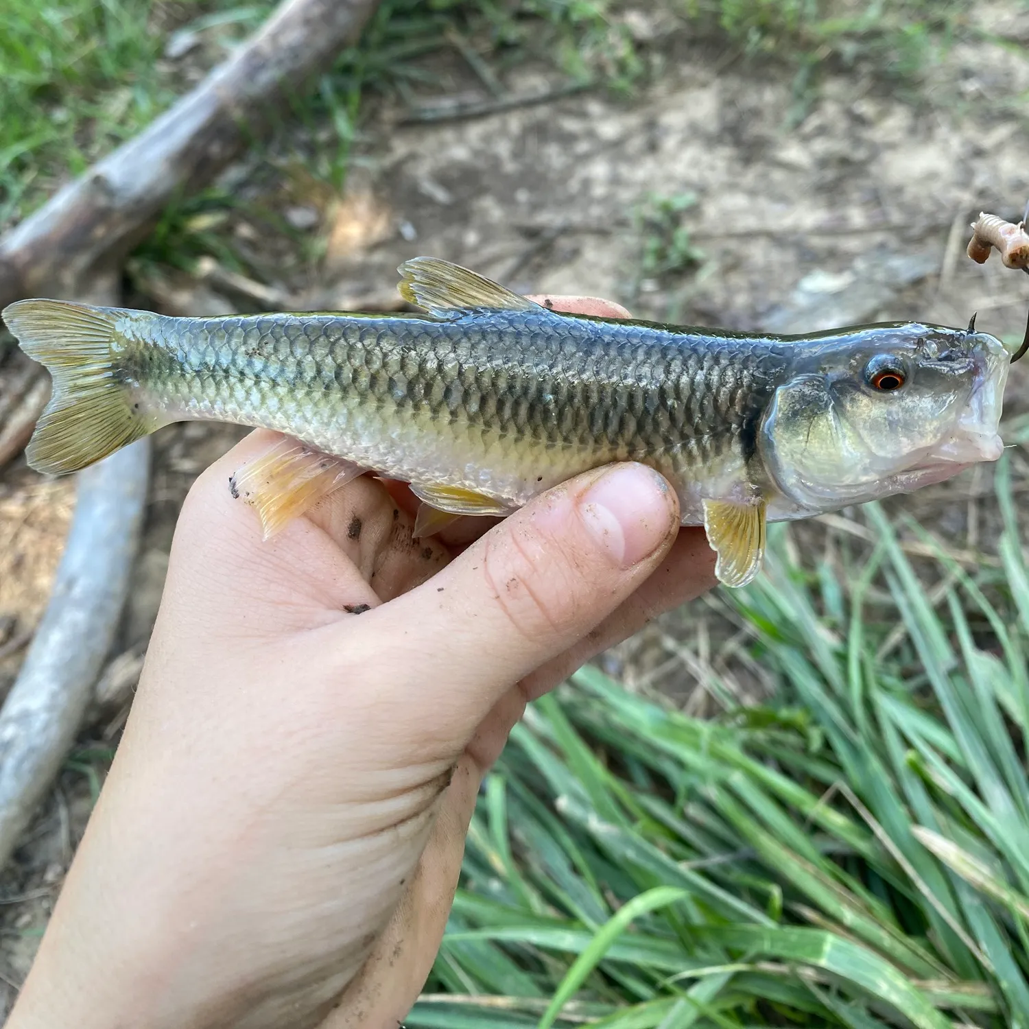The most recent Bull chub catches on Fishbrain