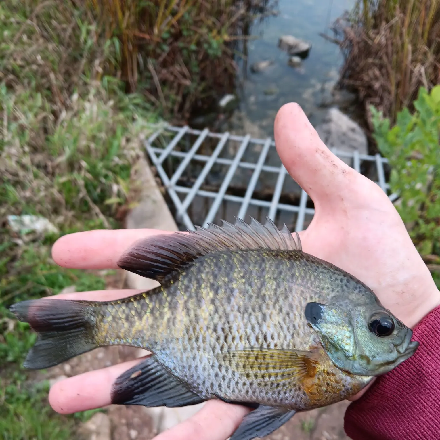 Bluegill caught on Fishbrain