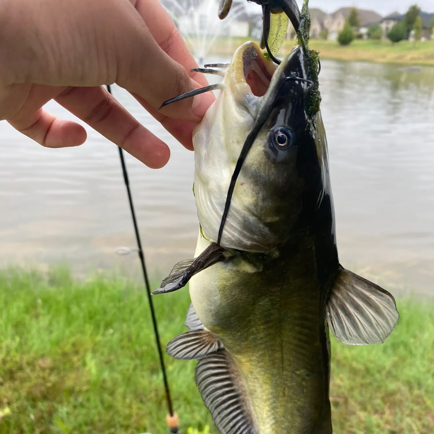 Black bullhead caught on Fishbrain