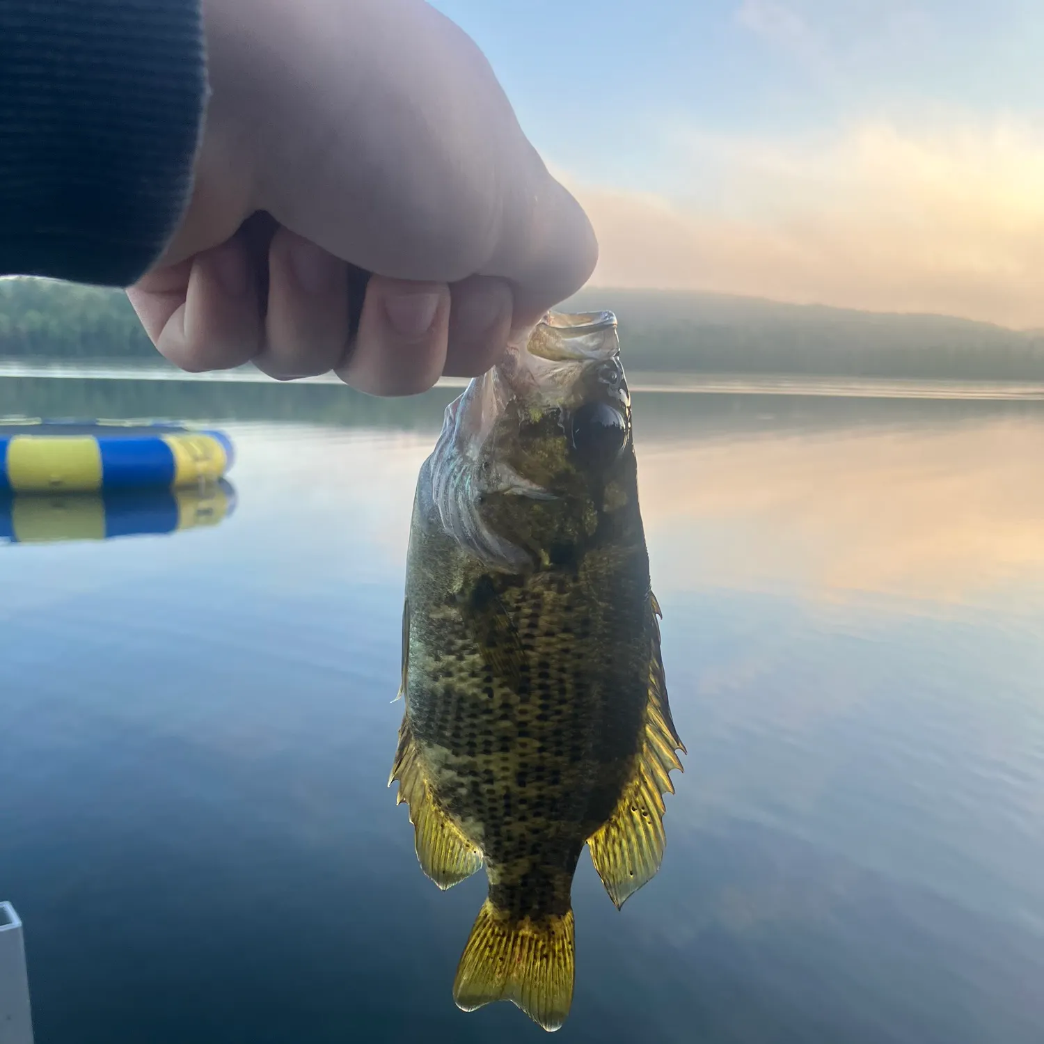Rock bass caught on Fishbrain