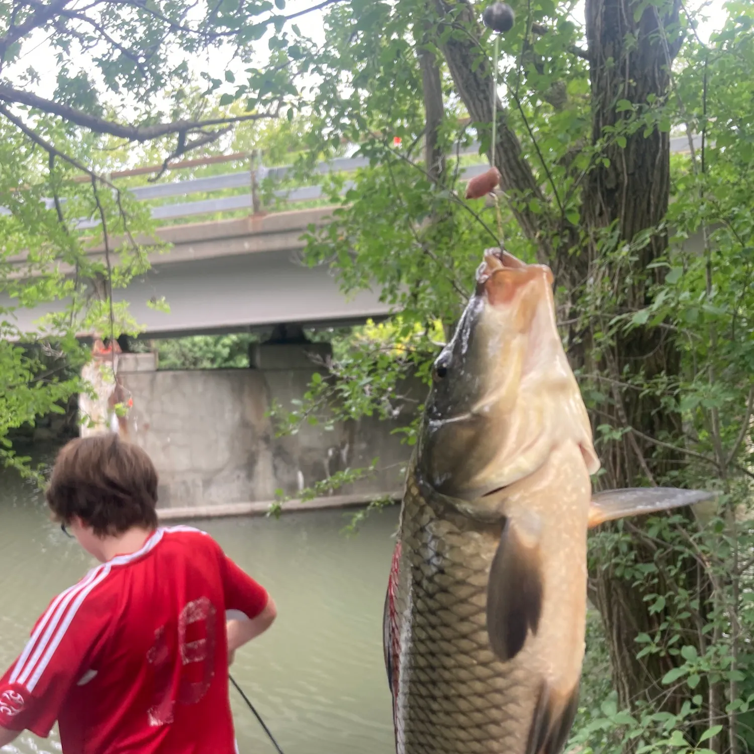 Common carp caught on Fishbrain
