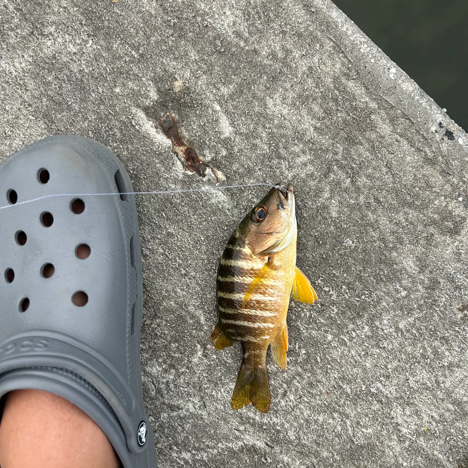 catch