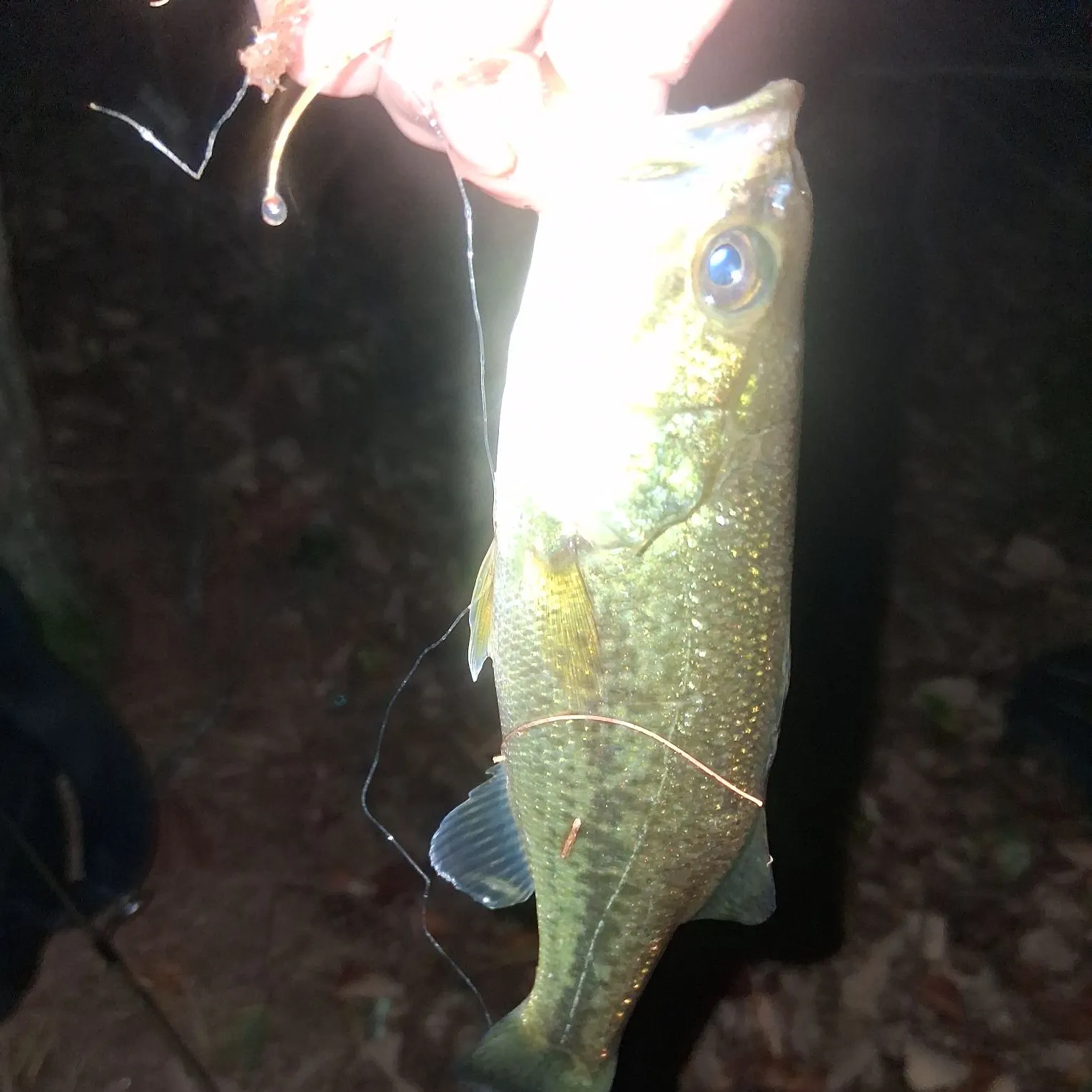 Largemouth bass caught on Fishbrain