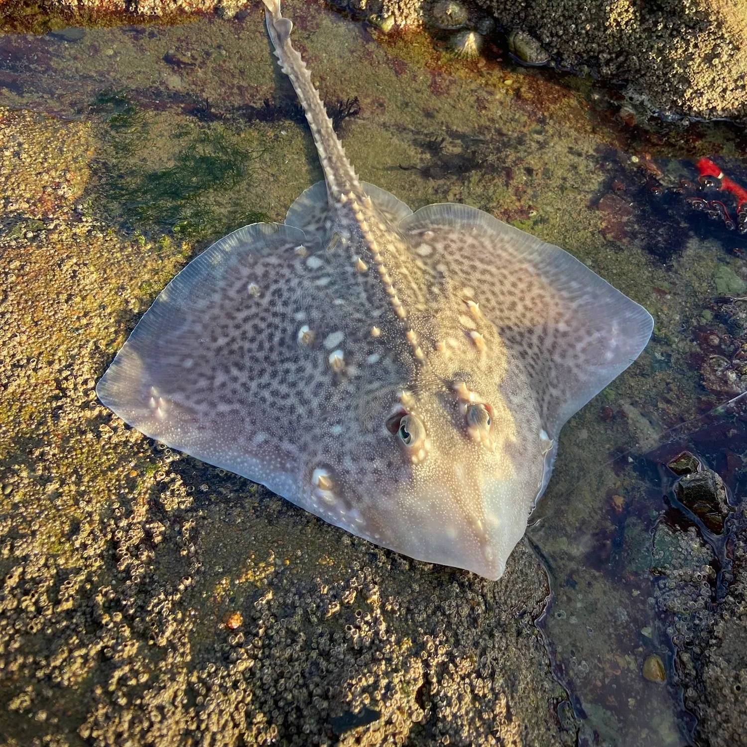 The most recent Thornback ray catches on Fishbrain