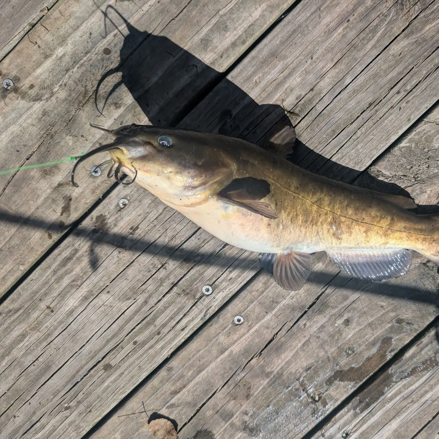 Brown bullhead caught on Fishbrain